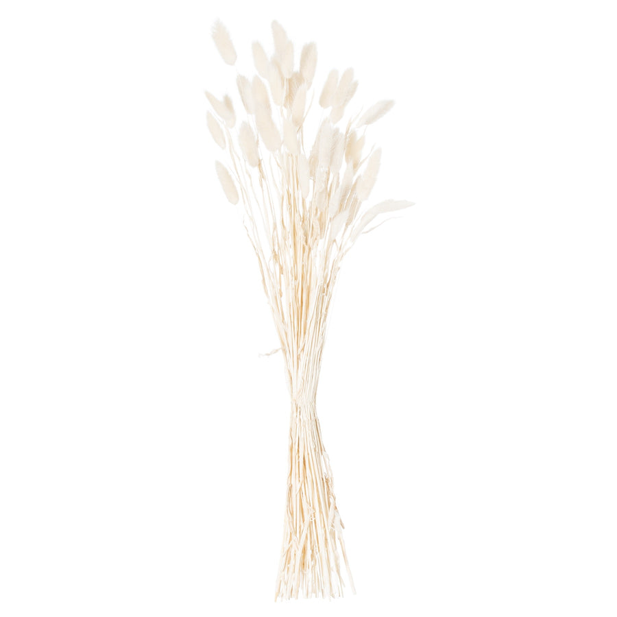 Dried White Bunny Tail Bunch of 60