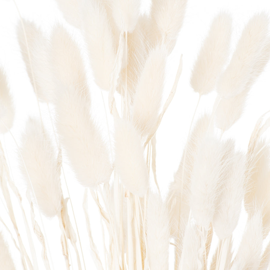 Dried White Bunny Tail Bunch of 60