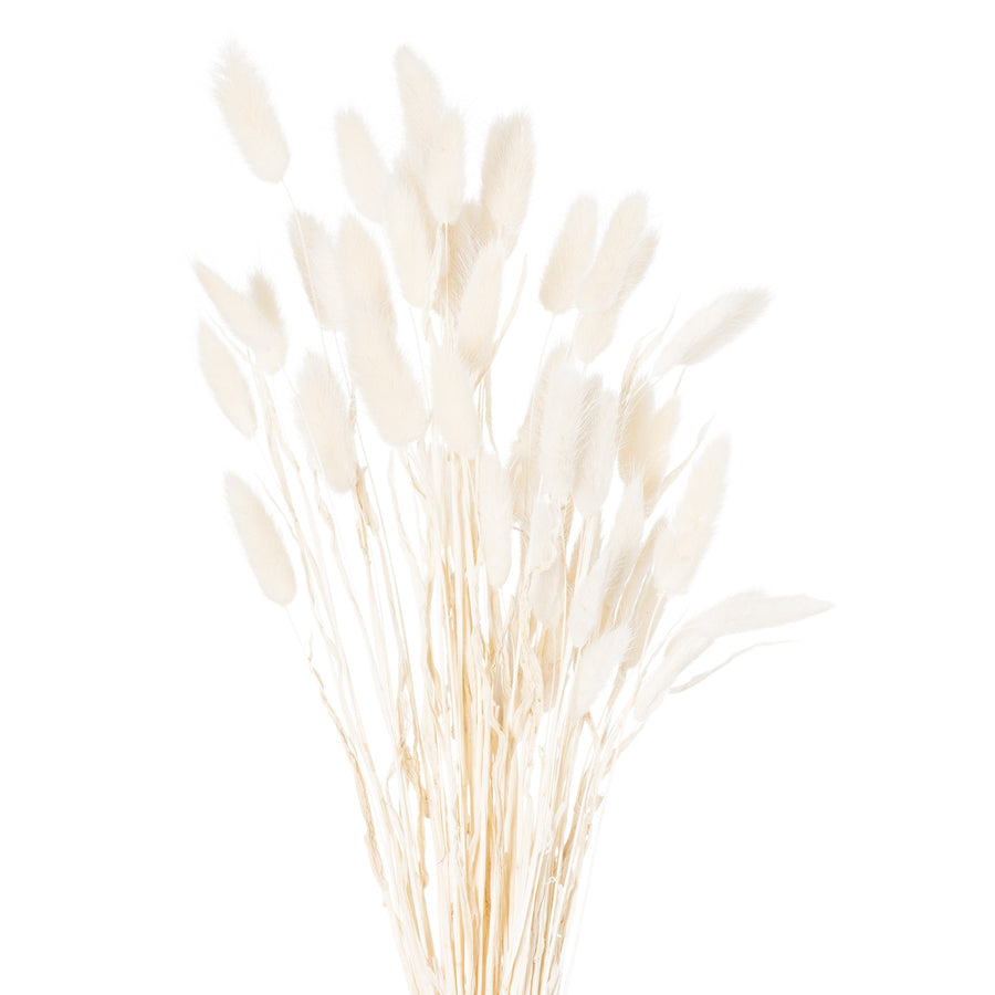 Dried White Bunny Tail Bunch of 60